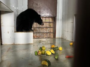 बंगाल टाइगर के बाद दूसरा सबसे बड़ा आकर्षण बनेगा बल्लू नाम का दो साल का भालू